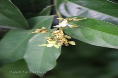 Xanthophyllum flavescens